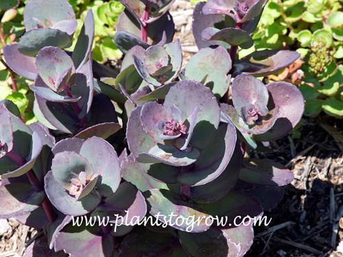 Blue Pearl Sedum (Hylotelephium)
This image was taken in late June.  At this point the foliage hasn't become dark purple yet and the leaves have this blue pearl coloration.